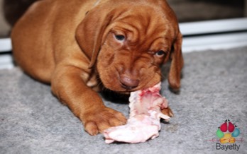  Bayetty_vrh_C_stendo_maso_syrové_Prag_stenata_puppy_MOK 
