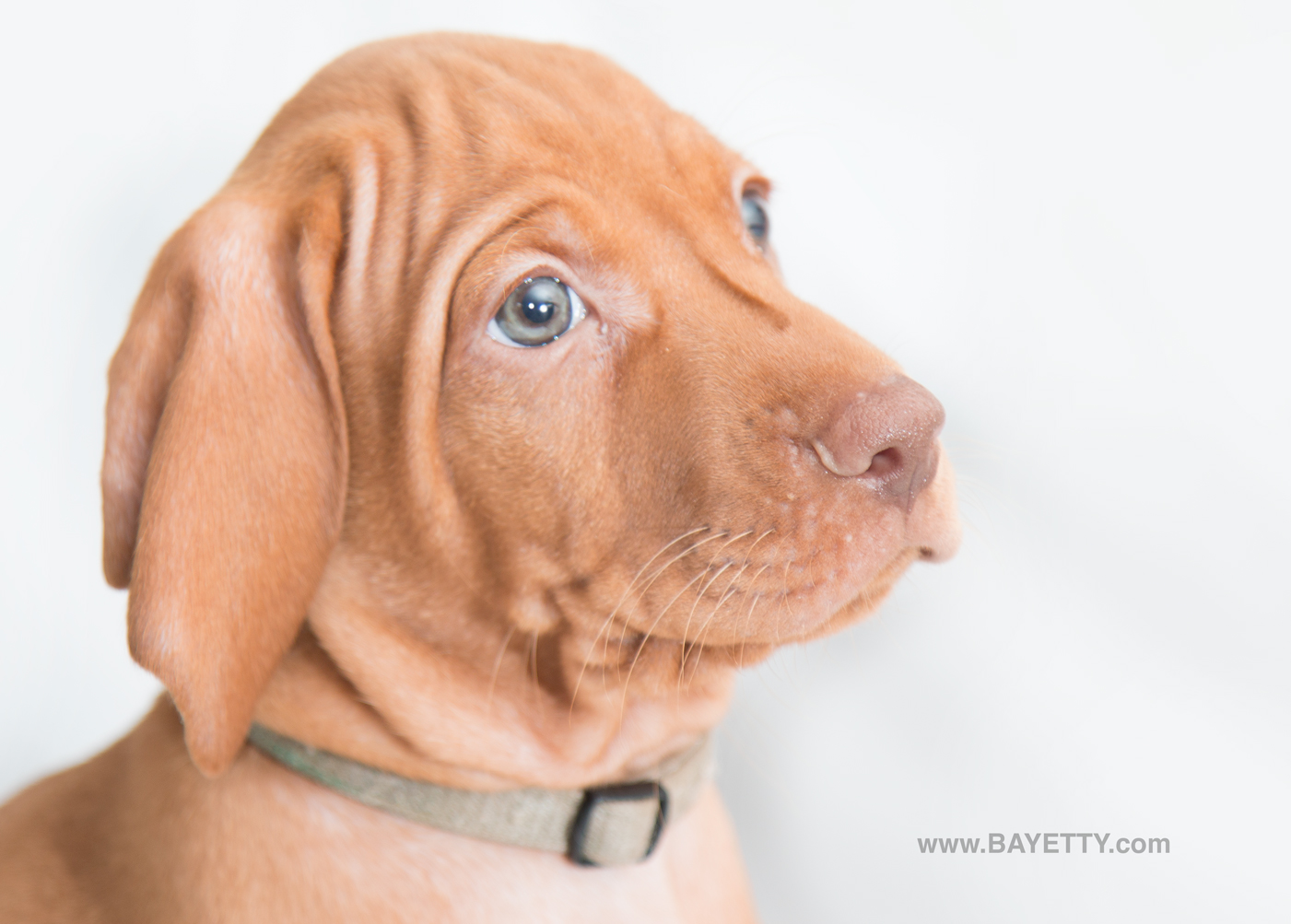  Brutt Bayetty 