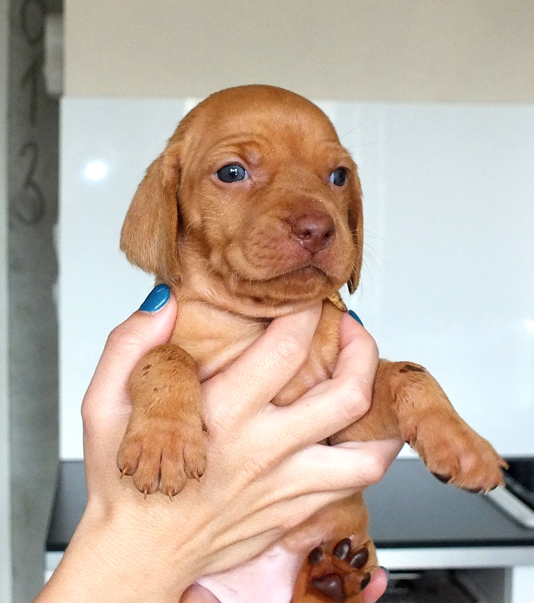  nabídka_psů_prodej_stenat_levne 