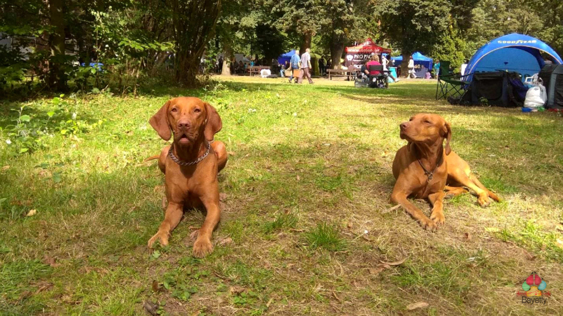  Krajska_vystava_Louny_Bayetty_MOK_Axel_Yetty 