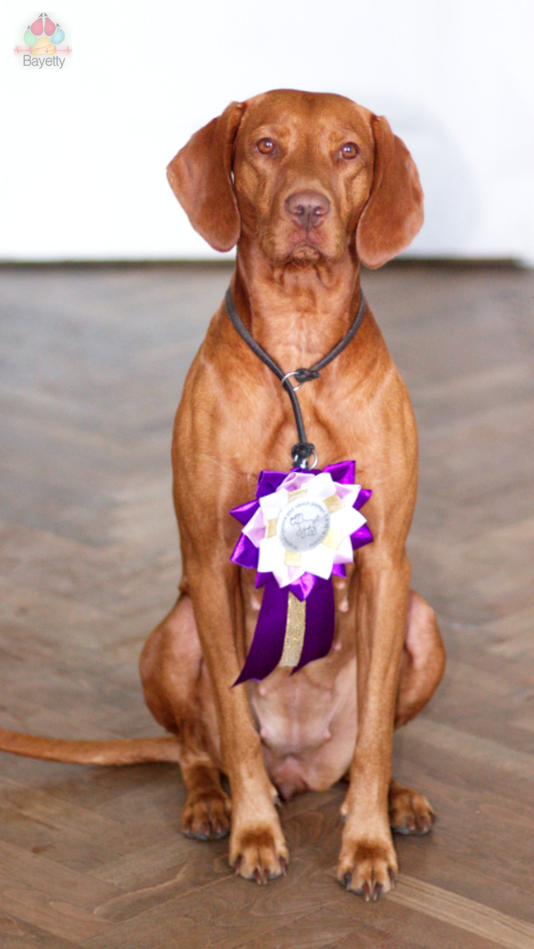  Yetty_Axel_Bayett_Bertoni_Prague_Louny_vystava_Vizsla_ 