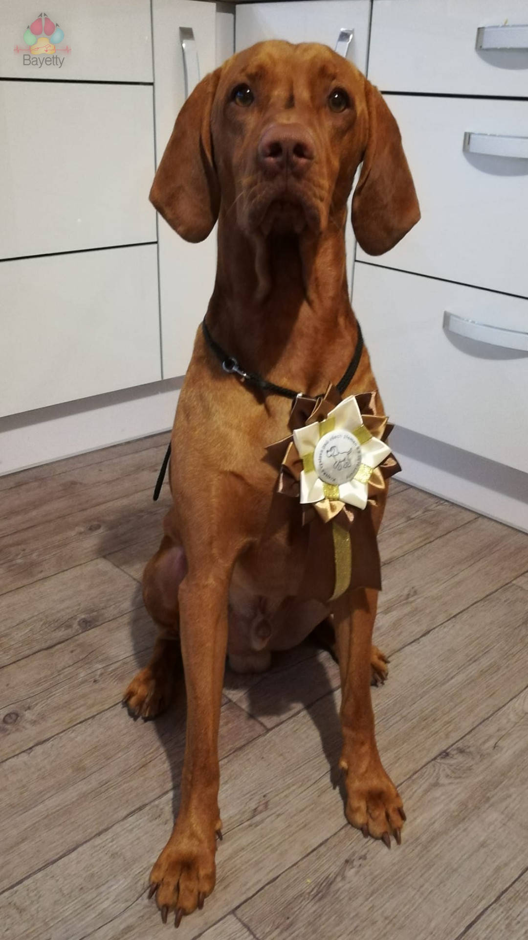  Brutt_Bayetty_Vizsla_MOK_Praha_Litvinov 