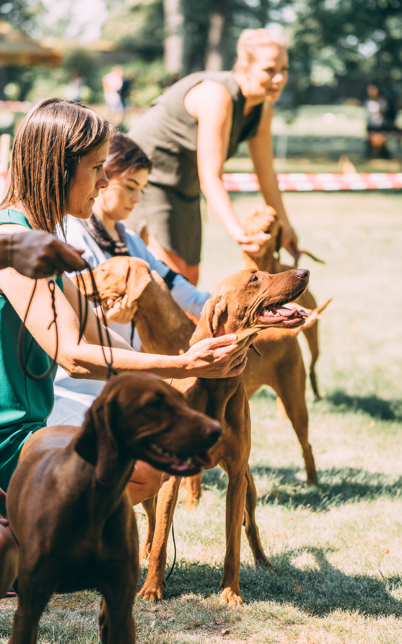  Darruby Bayetty vystava Zakuy 2020 Madarsky Ohar 