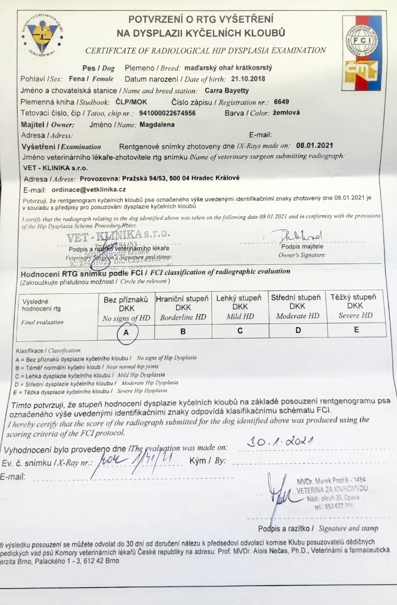  Carra-Bayetty-madarský-ohař-krátkosrstý-vizsla 