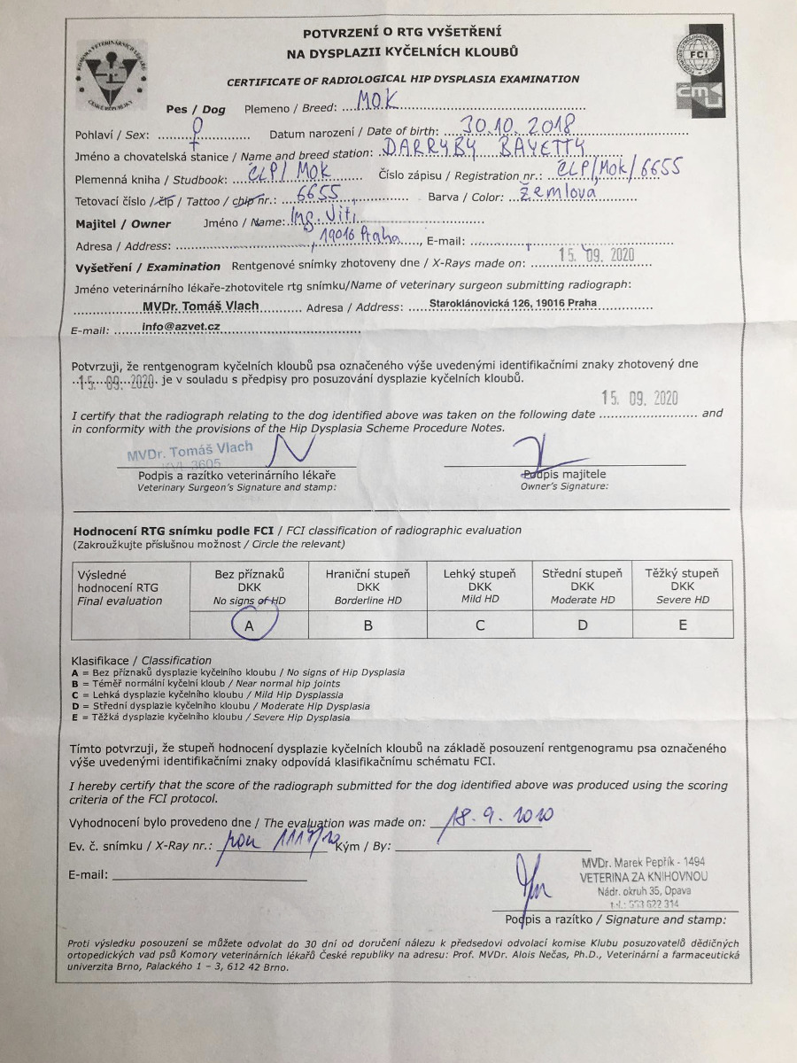  Darruby Bayetty madarský ohař krátkosrstý vizsla DKK 