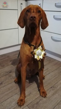 Brutt_Bayetty_Vizsla_MOK_Praha_Litvinov 