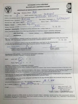  Darruby Bayetty madarský ohař krátkosrstý vizsla DLK 