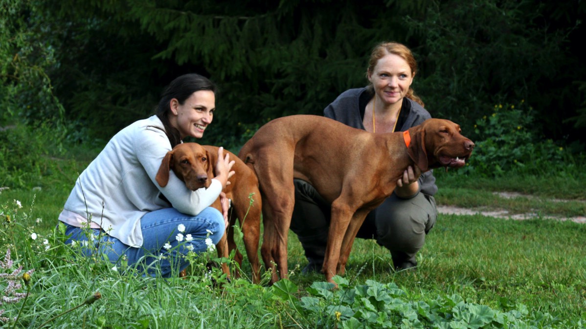 Yetty_Bayetty_Bertoni_Prague_MOK_Vizsla_Stenata