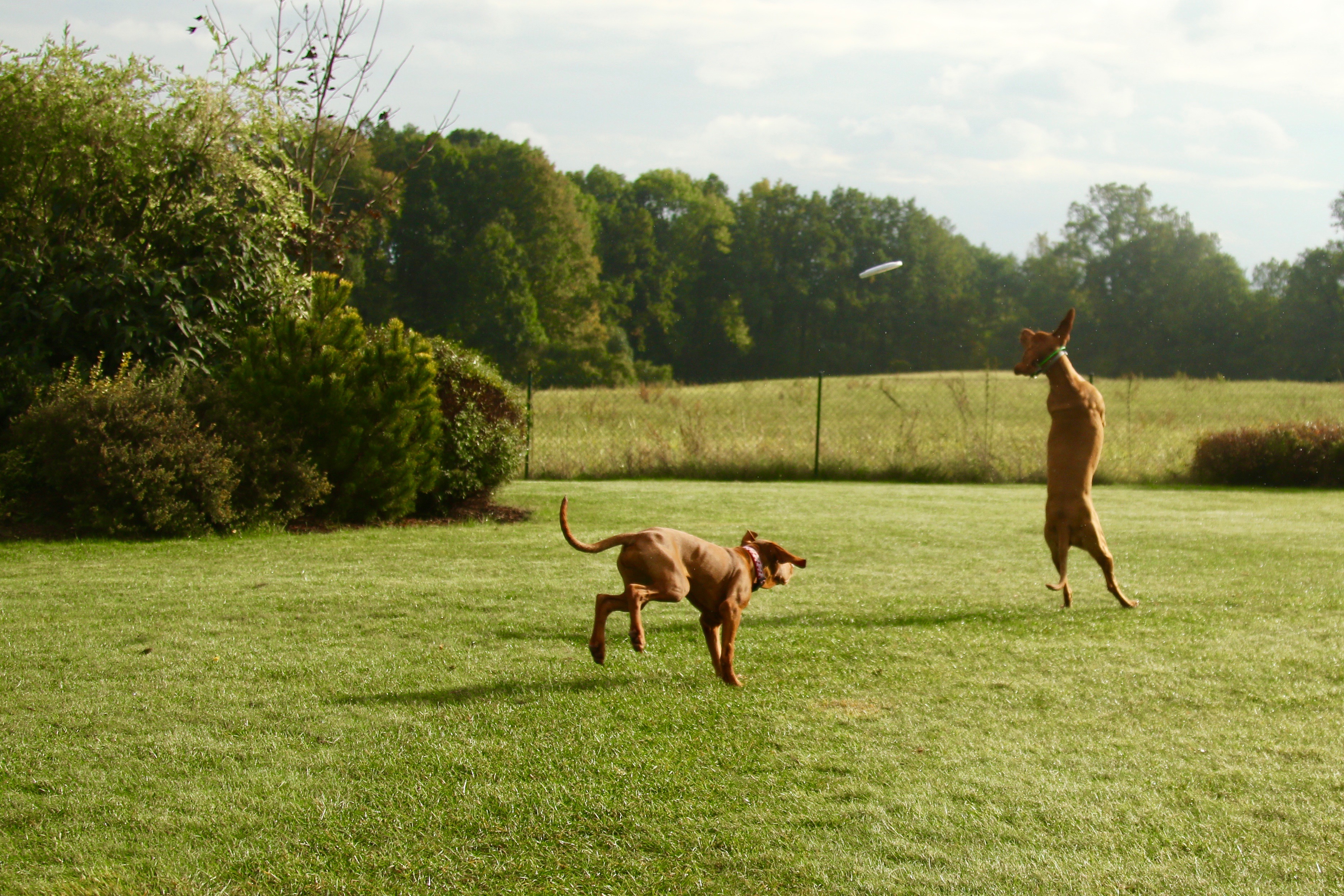  Mamina chodí po dvou... 