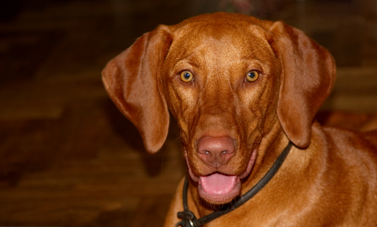  Arya Bayetty Madarsky ohar kratkosrstý 