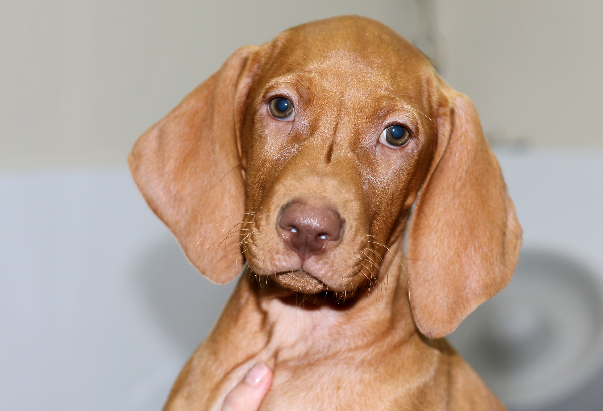  Madarský ohař krátkosrstý MOK 