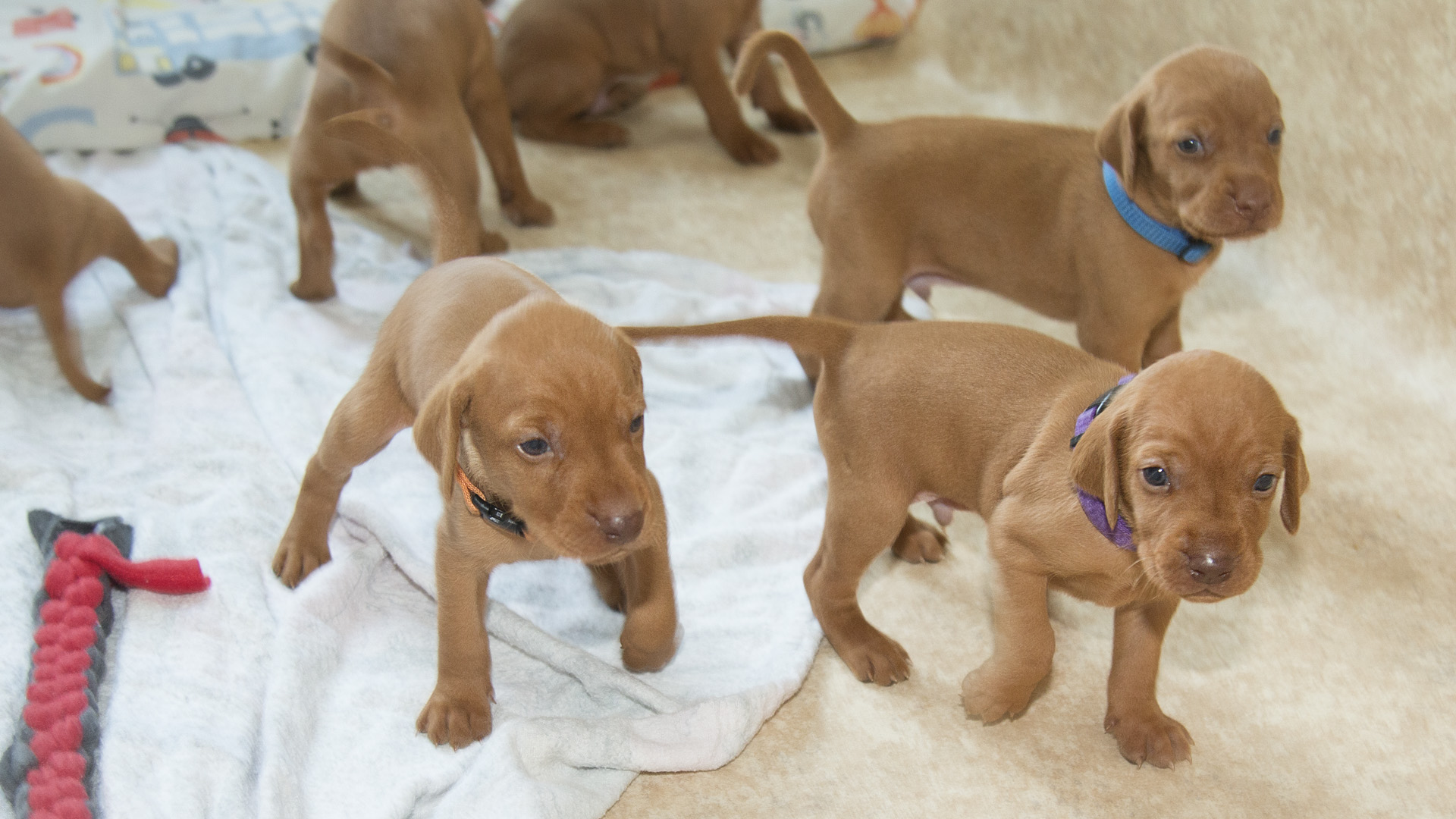  Madarský ohař krátkosrstý 