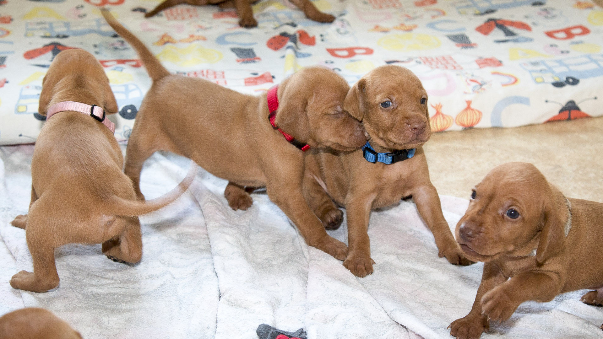  Madarský ohař krátkosrstý Bayetty 