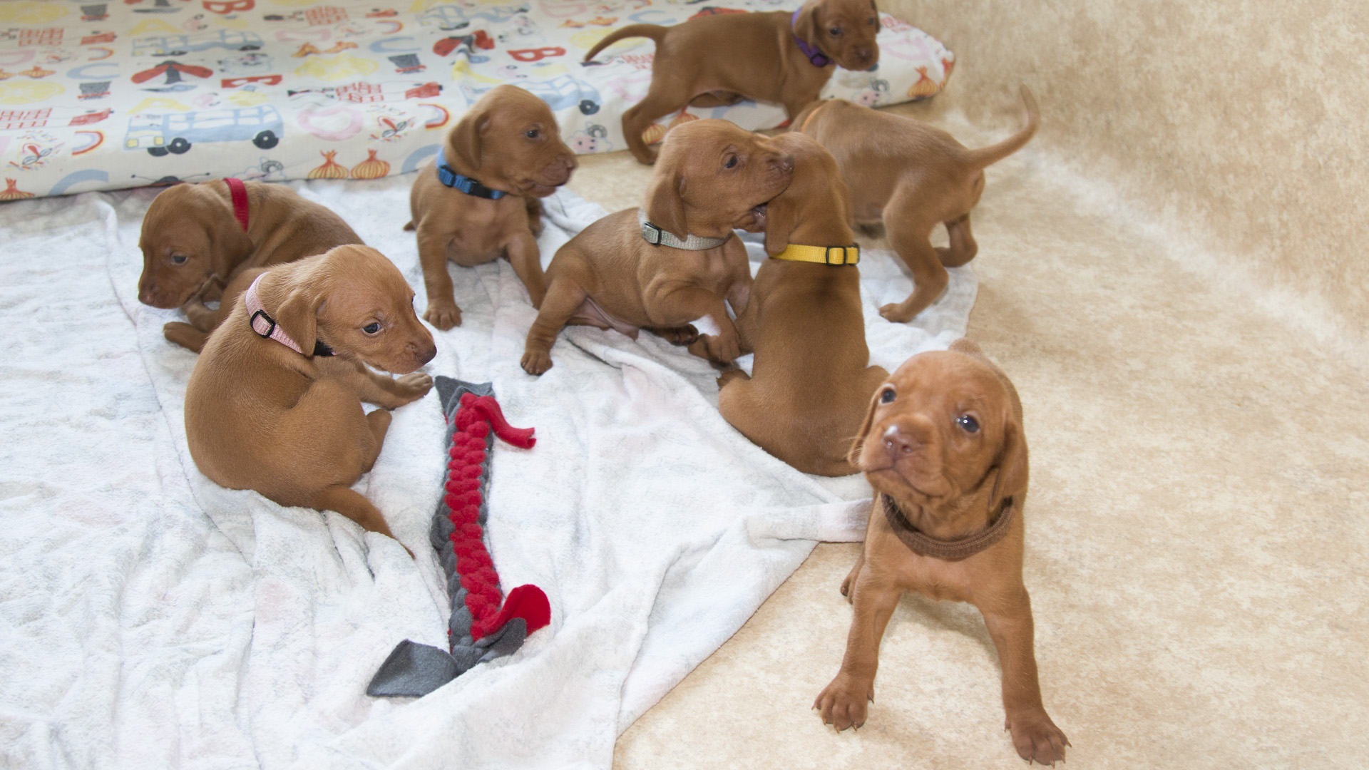  Madarský ohař krátkosrstý šťenata 