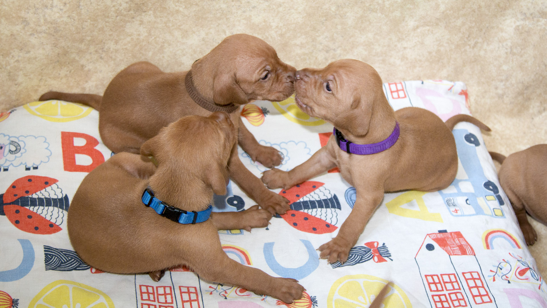  Bayetty šťeňata Praha 