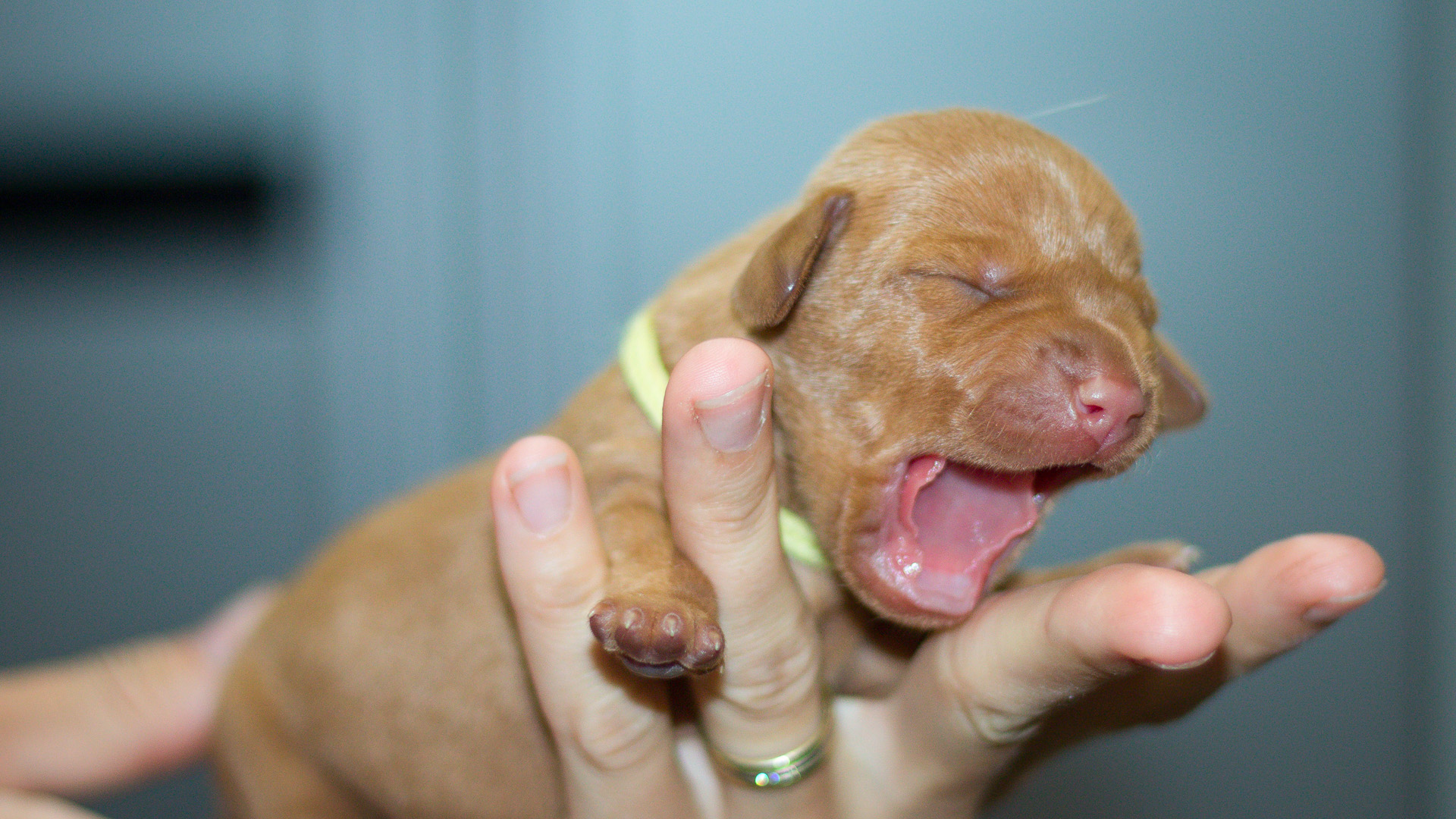  šťeňátko Bayetty MOK 