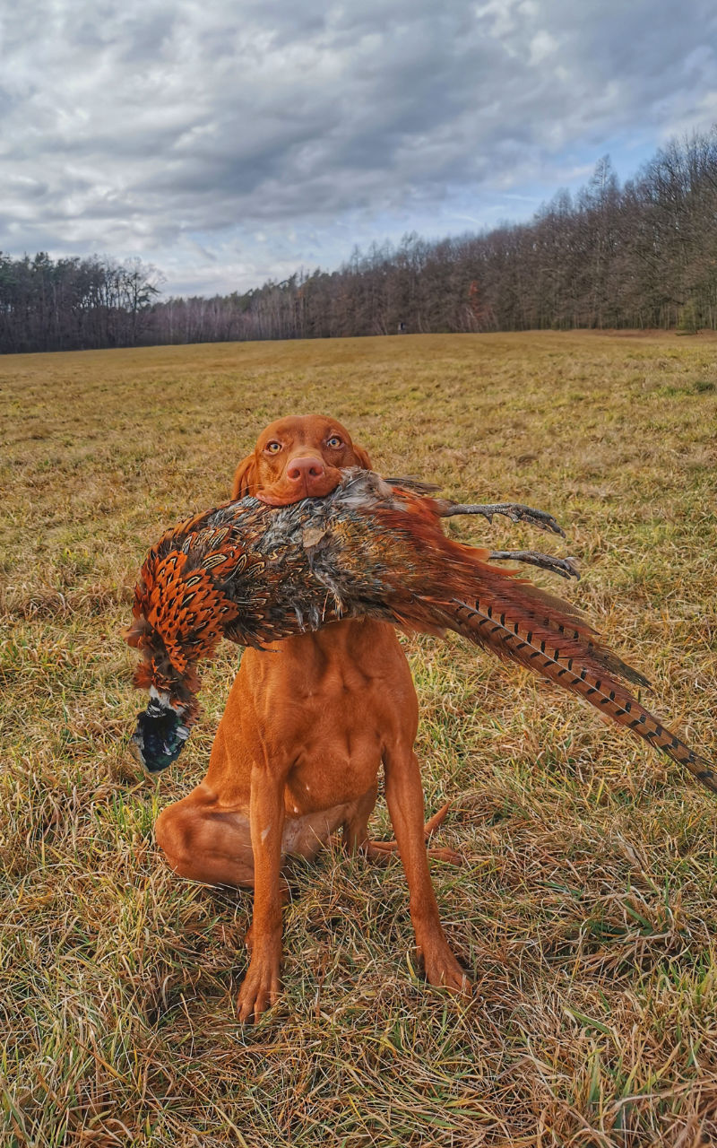  Bayetty_Carra_stene_ohare_mok_spolecna 