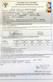  Carra Bayetty madarský ohař krátkosrstý vizsla 