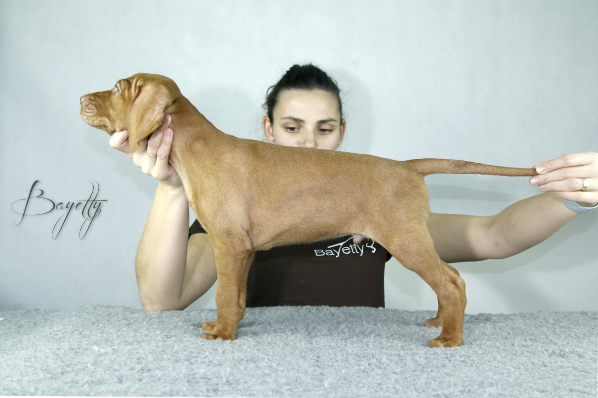  Coddy Bayetty chovatelská stanice maďarských ohařů krátkosrstých MOK 