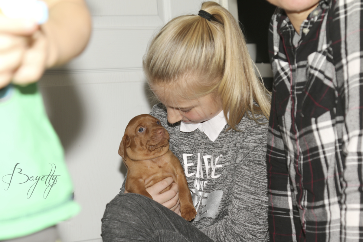  Coddy Bayetty chovatelská stanice maďarských ohařů krátkosrstých MOK 