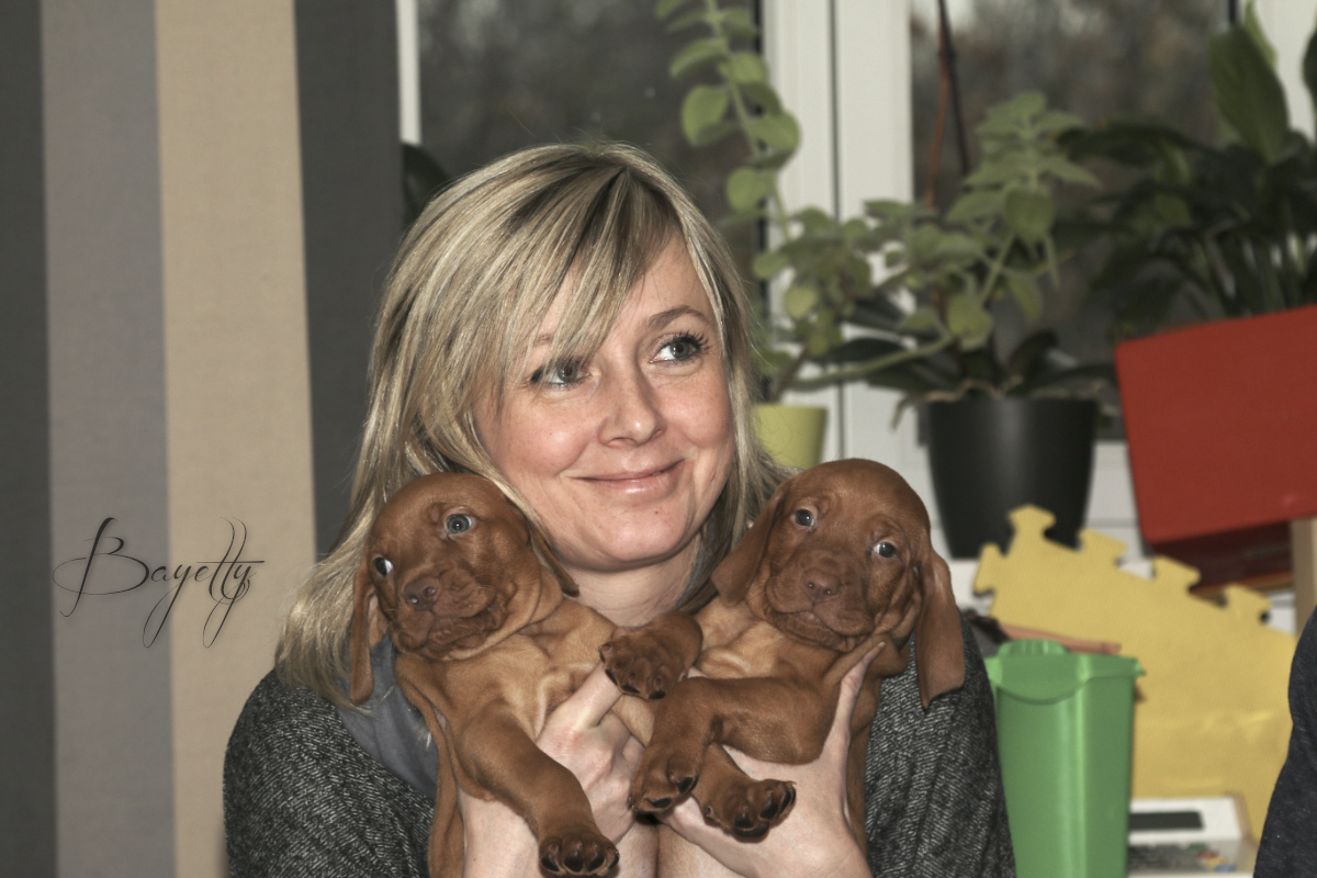  Coddy Bayetty chovatelská stanice maďarských ohařů krátkosrstých MOK 