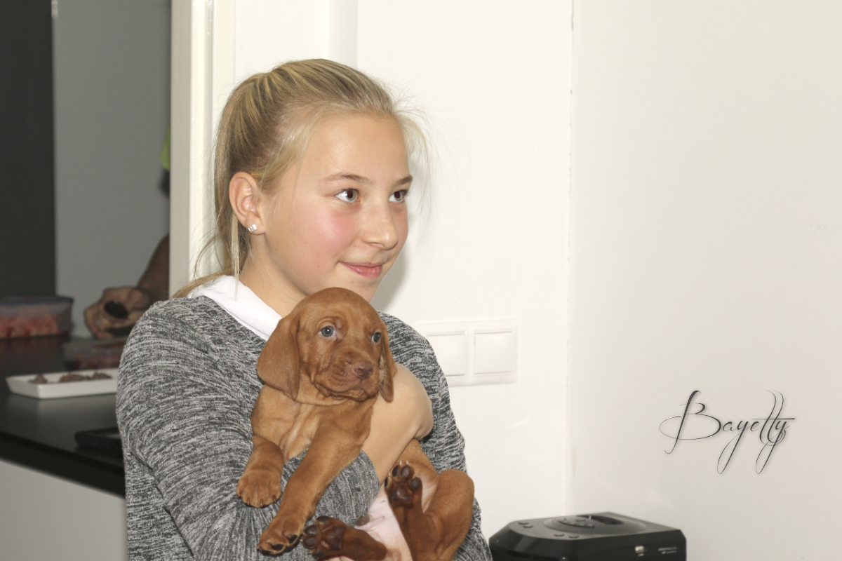  Coddy Bayetty chovatelská stanice maďarských ohařů krátkosrstých 