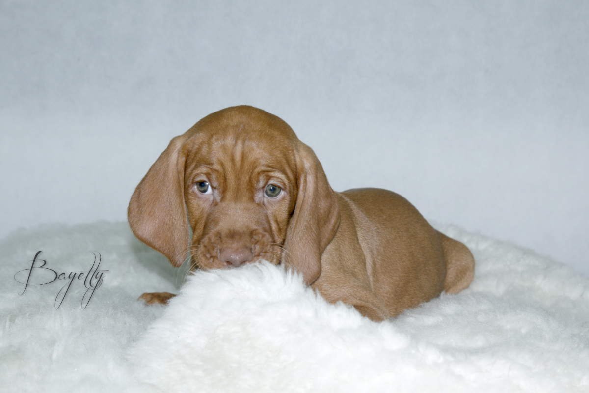  Coddy Bayetty chovatelská stanice maďarských ohařů krátkosrstých 