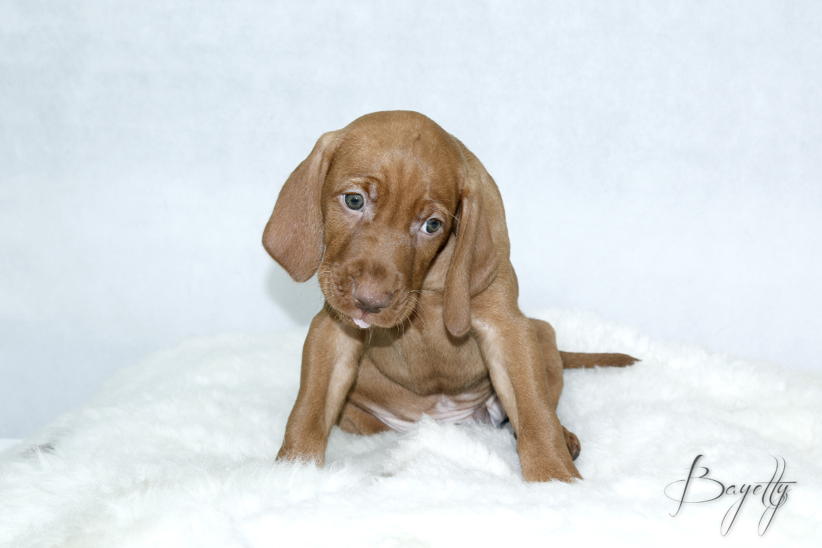  Coddy Bayetty chovatelská stanice maďarských ohařů krátkosrstých MOK 