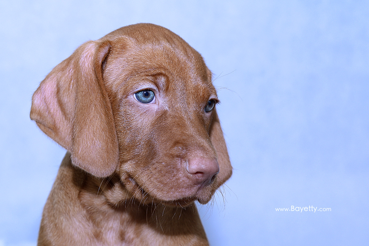  Caesar_Bayetty_MOK_Praha_stenata_ohar_beránek 