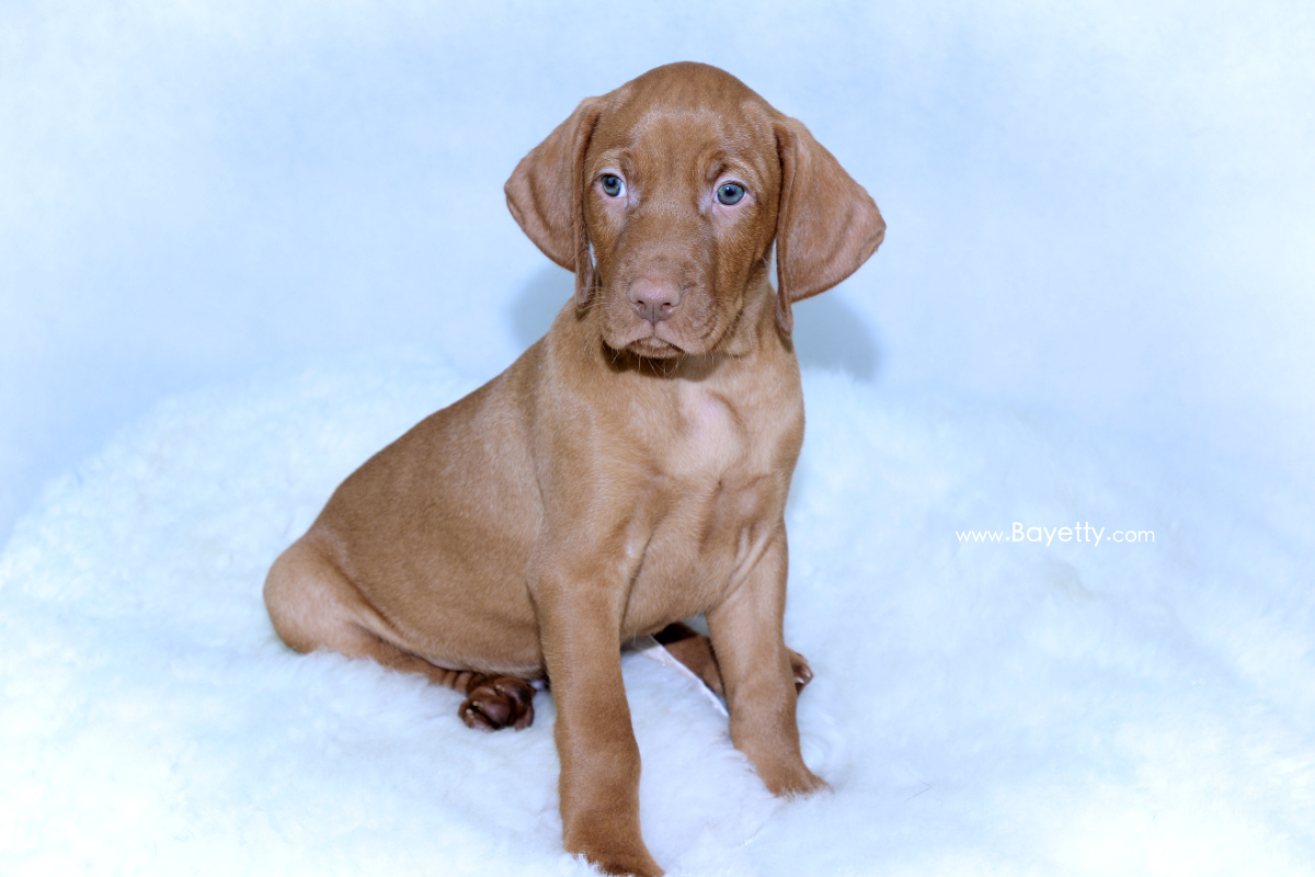  Bayetty_Cairo_MOK_stene_Praha_beránek 