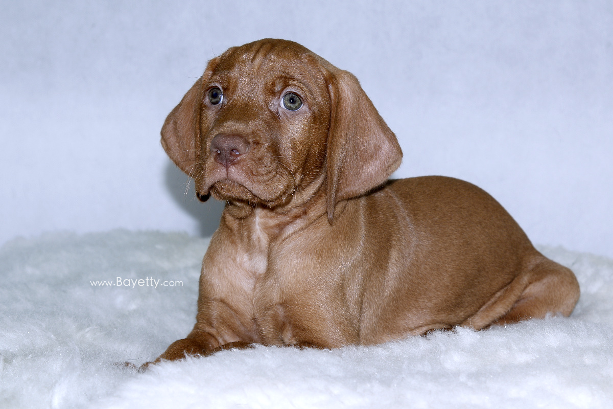  Bayetty_Coddy_MOK_stene_Praha_madarsky_beranek 