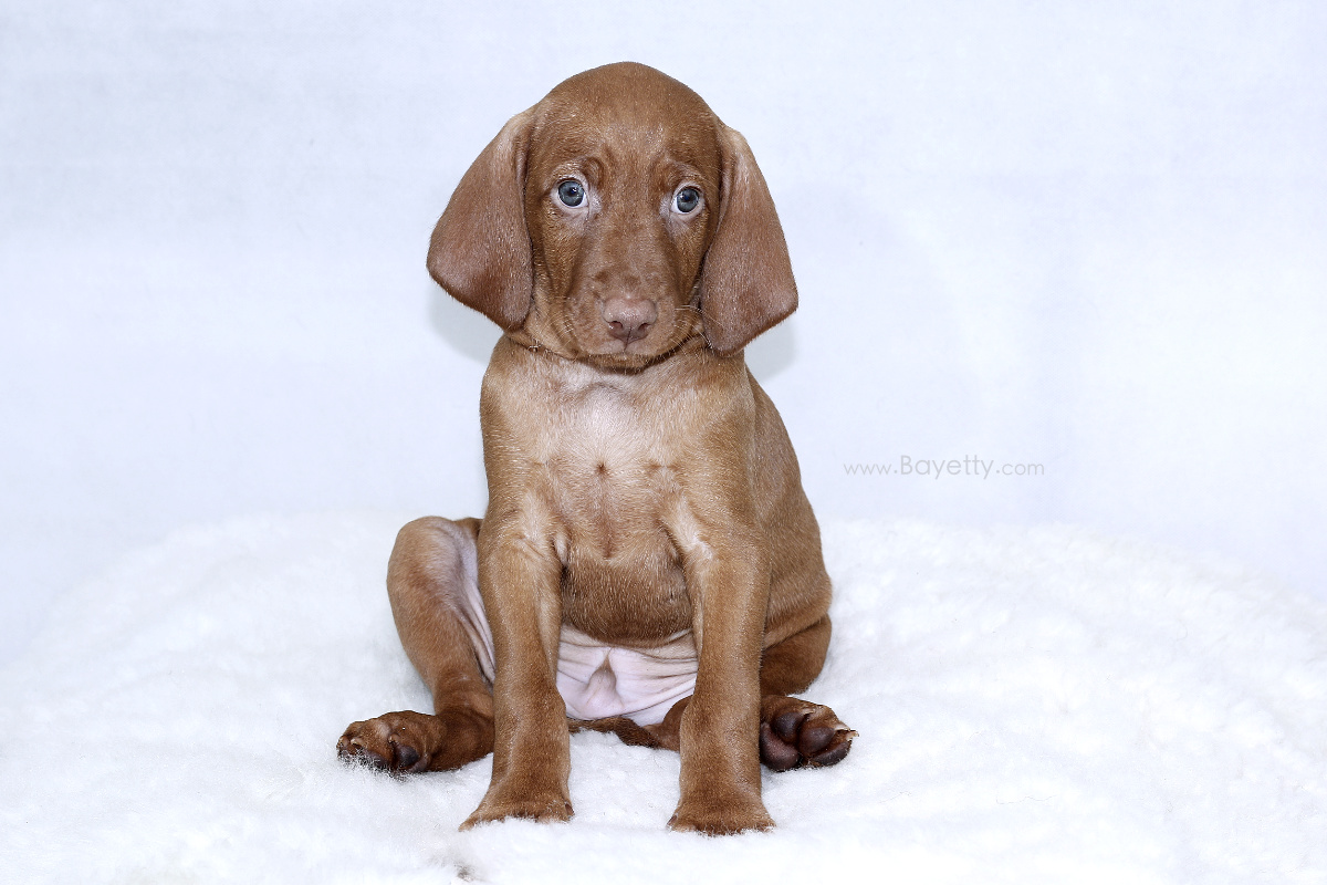  Bayetty_Corry_MOK_stene_Praha_madar_krmeni_mazanec 