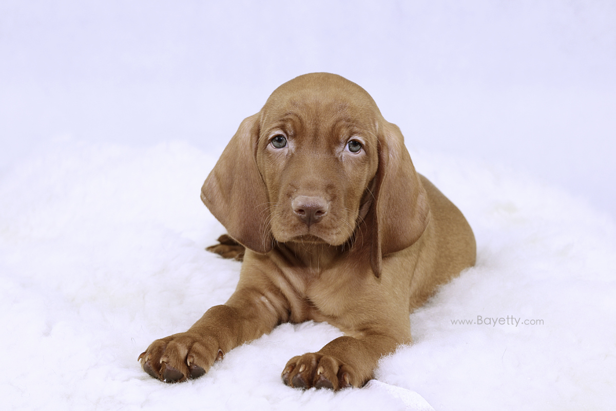  Bayetty_C'Hassey_MOK_stene_Praha 