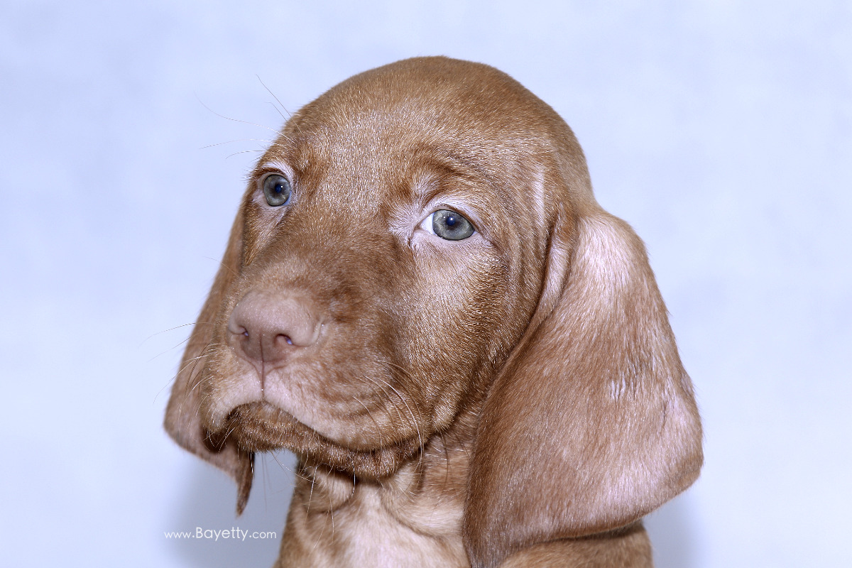  Bayetty_C'Rafael_MOK_stene_Praha_ohar 