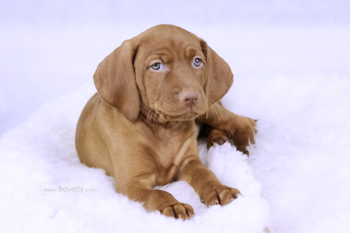  _Bayetty_Carra_MOK_stene_Praha_ohar 