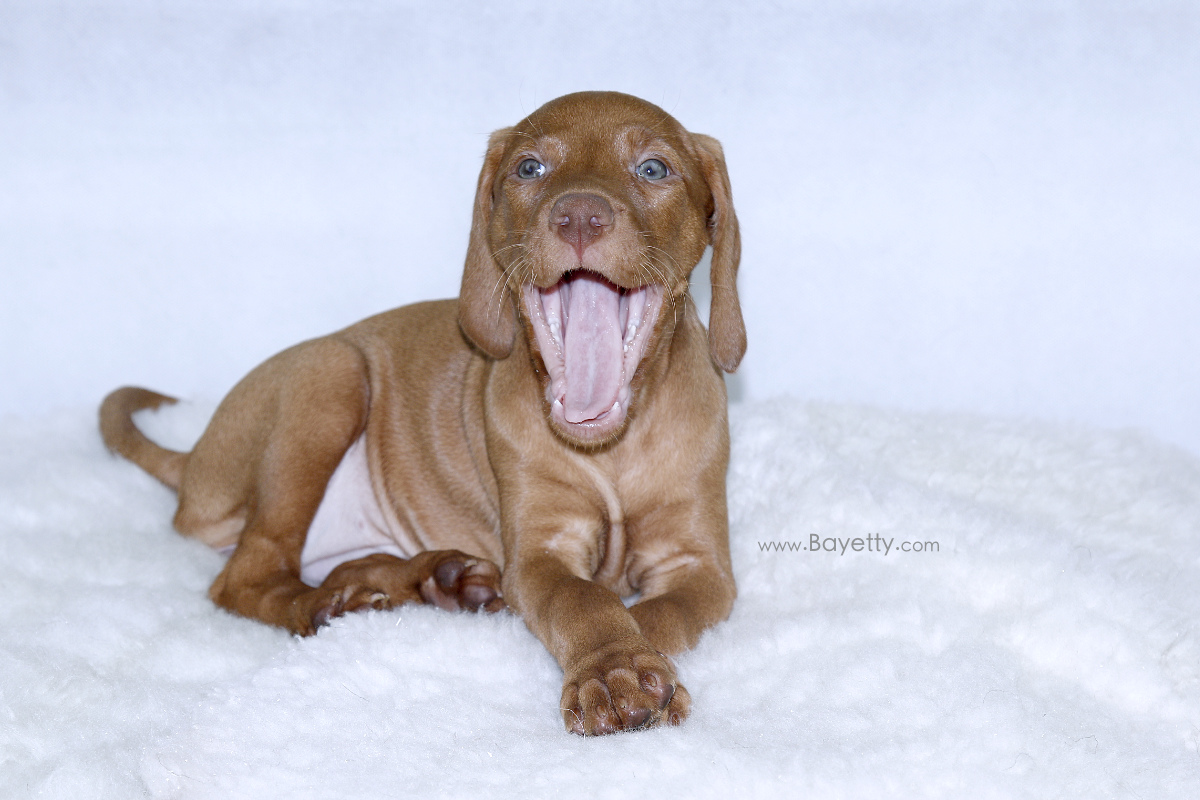  Bayetty_Connie_MOK_stene_Praha_ohar_madar_beranek 