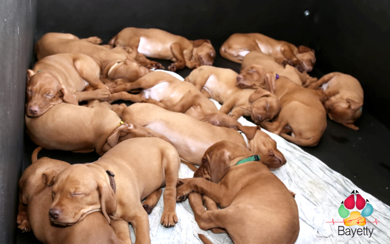  Bayetty_stenata_vrh_C_D_novy_vrh_madarsky_ohar_kratkosrsty_MOK_Praha_stenata 