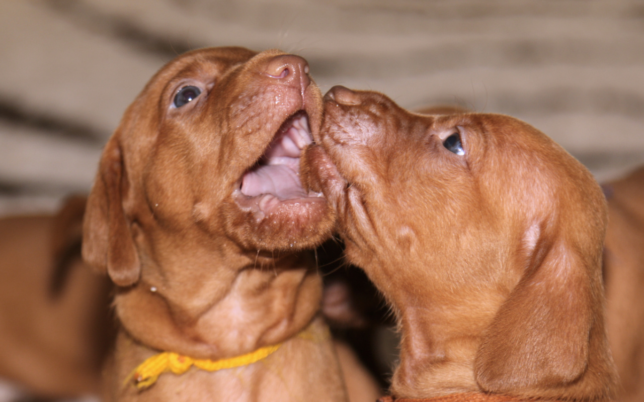  Bayetty_vhrc_C_zlutej_hnedej_madarsky_ohar_mok_kratkosrsty_Praha_stenata 