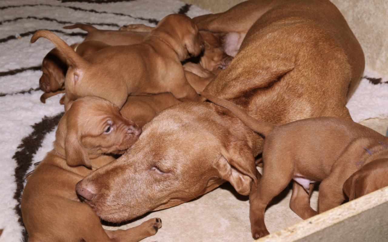  Bayetty_vrh_C_Babettka_stenda_madarsky_ohar_kratkosrsty_mok_Praha_stenata 