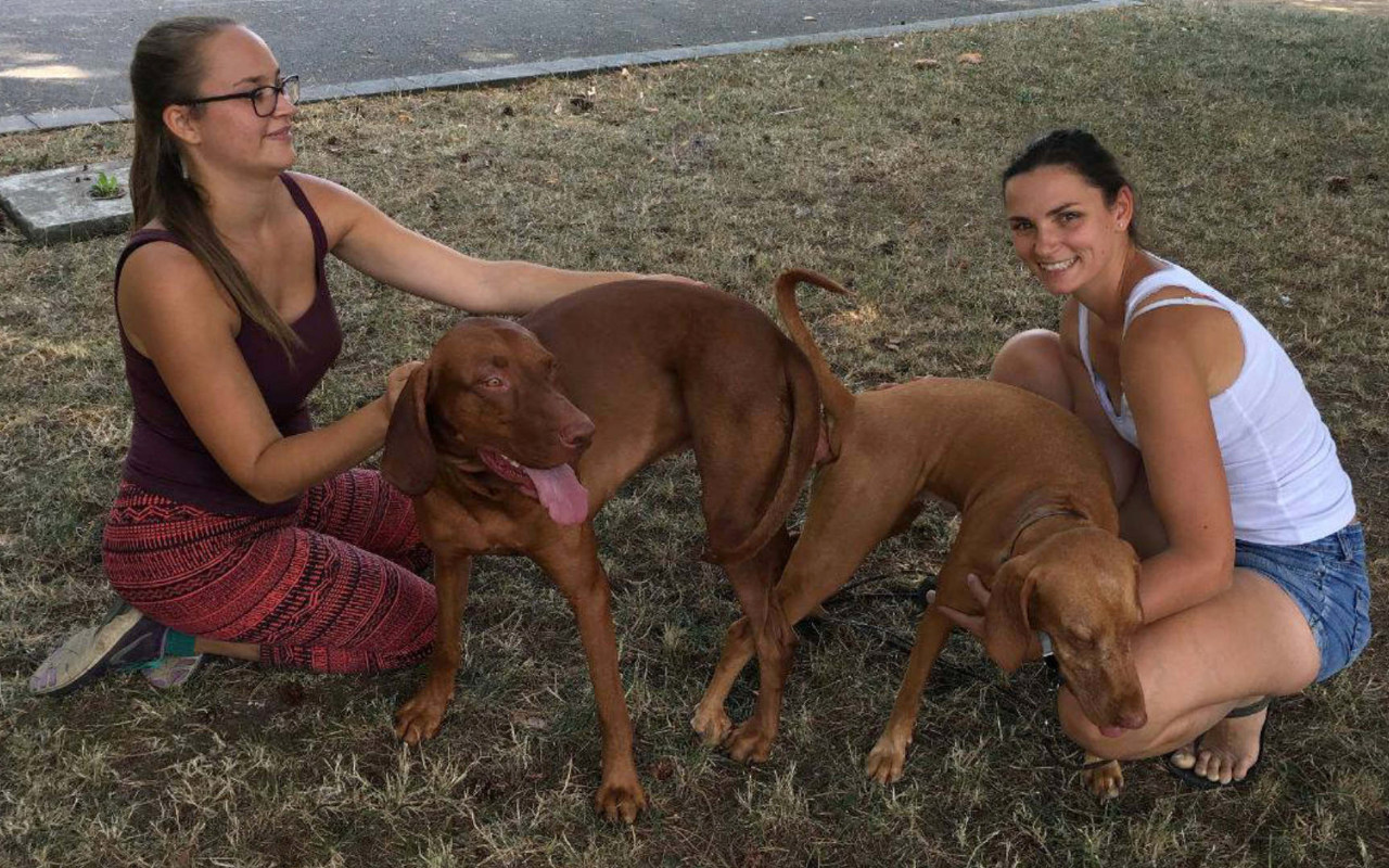  Bayetty_vrh_C_Bayetty_MOK_Vizsla_stenata_mok_madarsky_ohar_kratkosrsty_stenata_Prag 