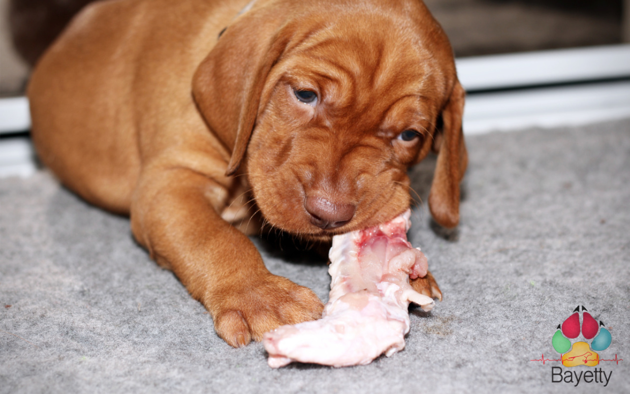  Bayetty_vrh_C_stendo_maso_syrové_Prag_stenata_puppy_MOK 