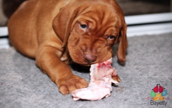  Bayetty_vrh_C_stendo_maso_syrové_Prag_stenata_puppy_MOK 