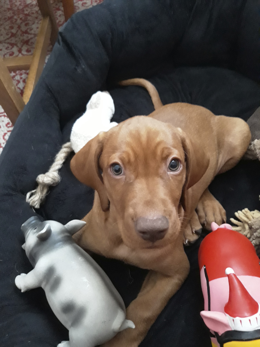  Desmond Bayetty chovatelská stanice maďarských ohařů krátkosrstých 