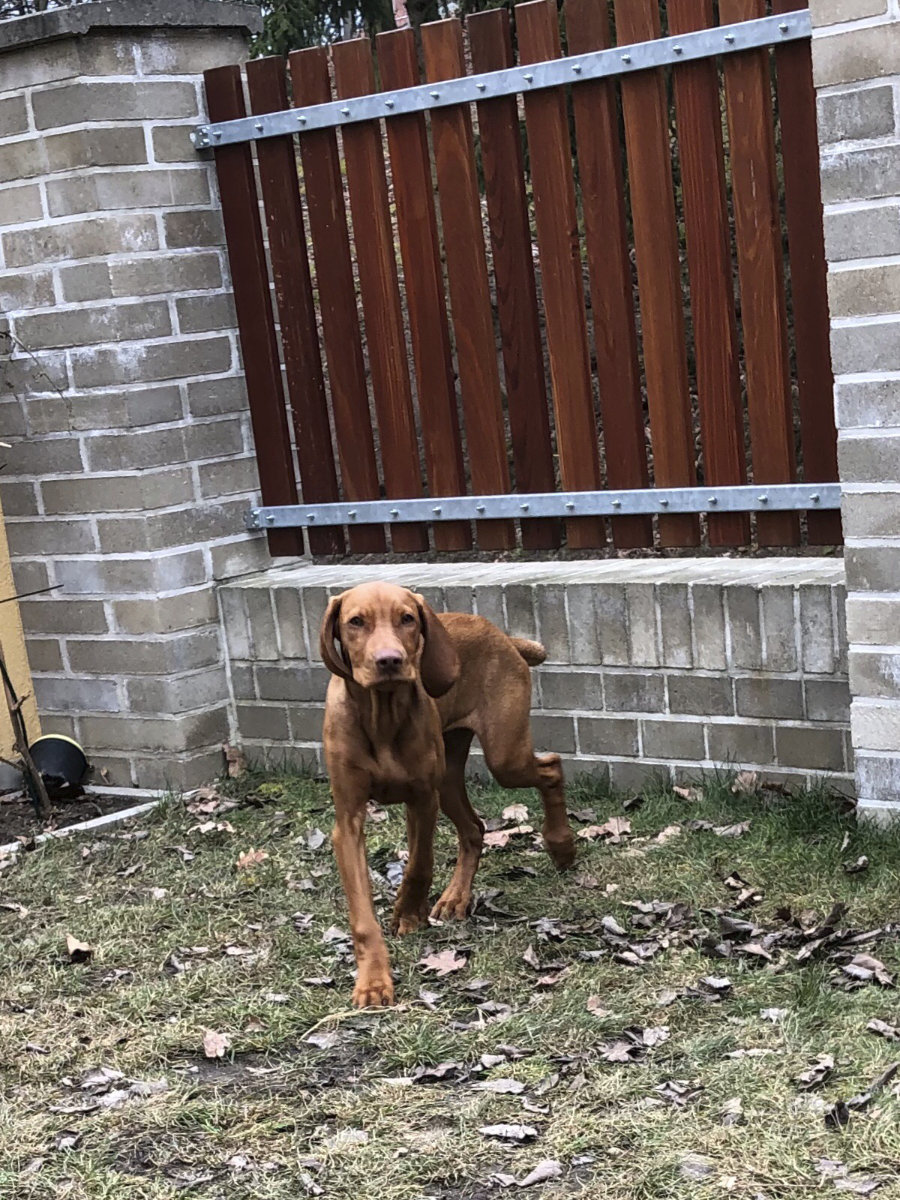  Desmond Bayetty chovatelská stanice maďarských ohařů krátkosrstých 