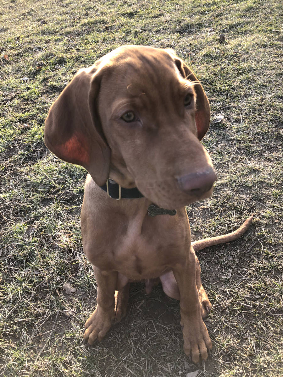  Desmond Bayetty chovatelská stanice maďarských ohařů krátkosrstých 