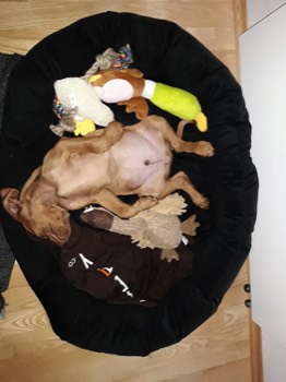  Desmond Bayetty chovatelská stanice maďarských ohařů krátkosrstých MOK 