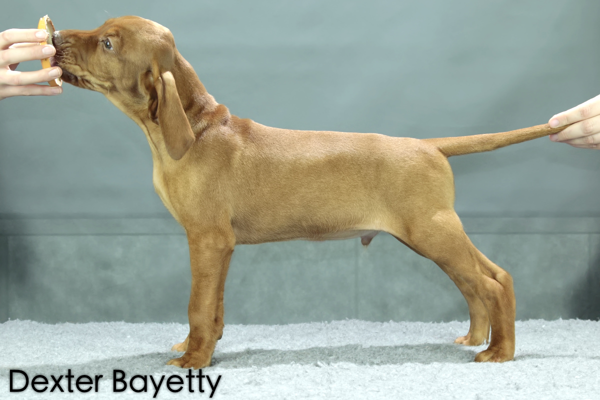  Dexter Bayetty chovatelská stanice maďarských ohařů krátkosrstých 