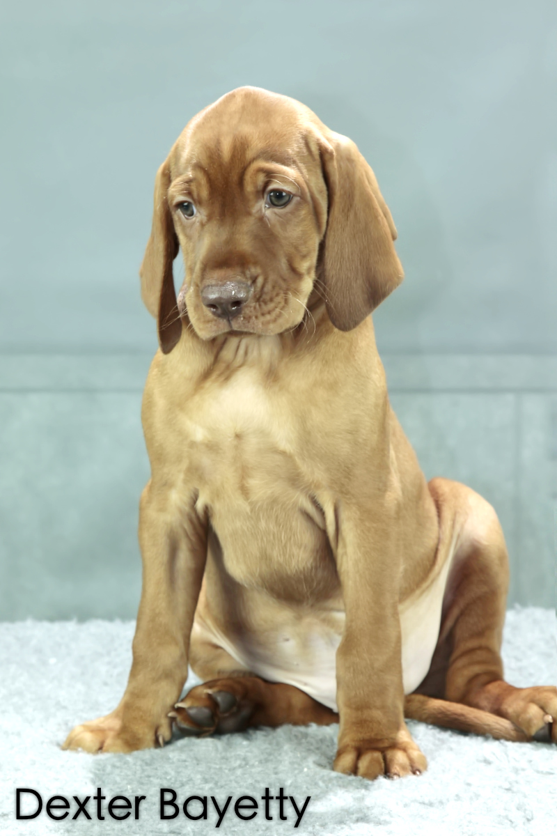  Dexter Bayetty chovatelská stanice maďarských ohařů krátkosrstých 