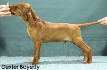  Dexter Bayetty chovatelská stanice maďarských ohařů krátkosrstých 