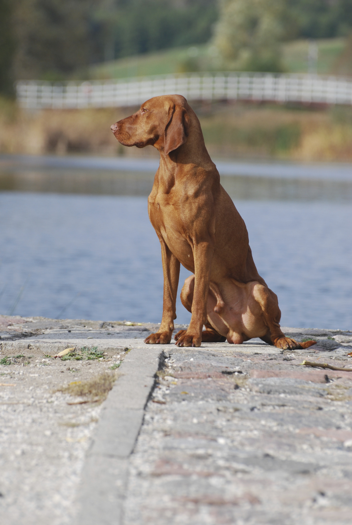  Feketicsi Vadasz GENIUSZ 